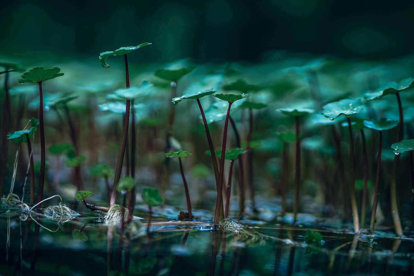 igor-ovsyannykov-270976-unsplash